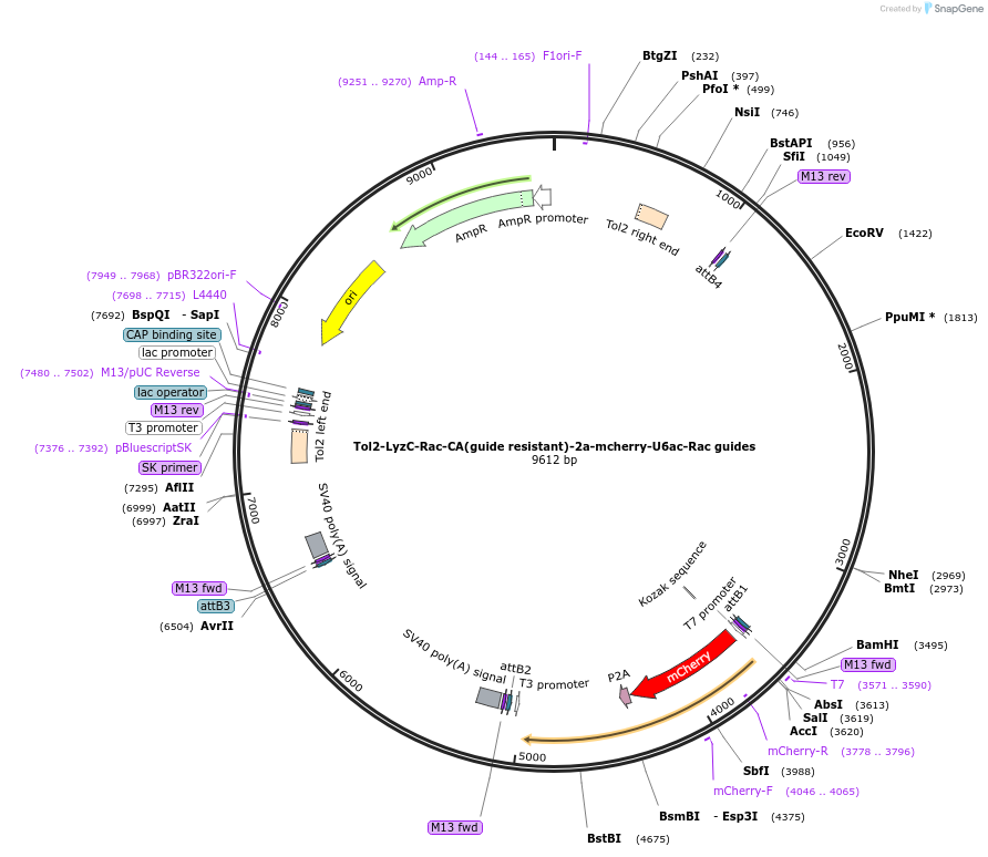 168244-plasmid-map-sequence-id-356951