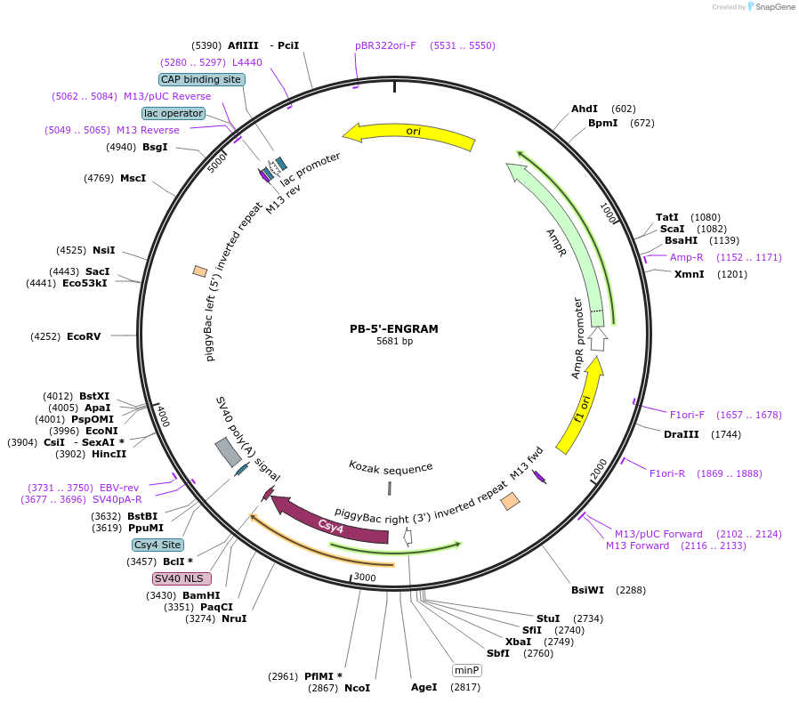 179157-plasmid-map-sequence-id-356957