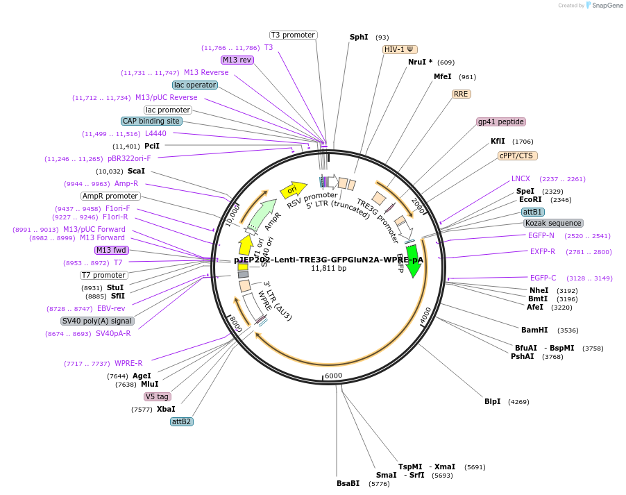 164776-plasmid-map-sequence-id-356958