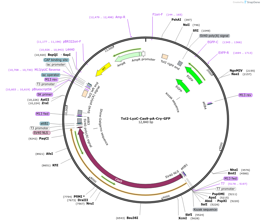 168239-plasmid-map-sequence-id-356959