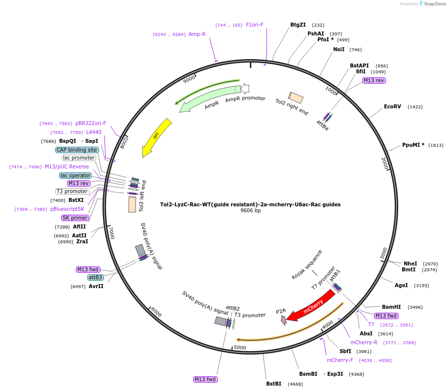 168242-plasmid-map-sequence-id-356962