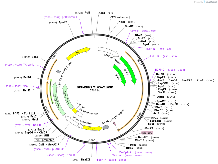 118299-plasmid-map-sequence-id-356966