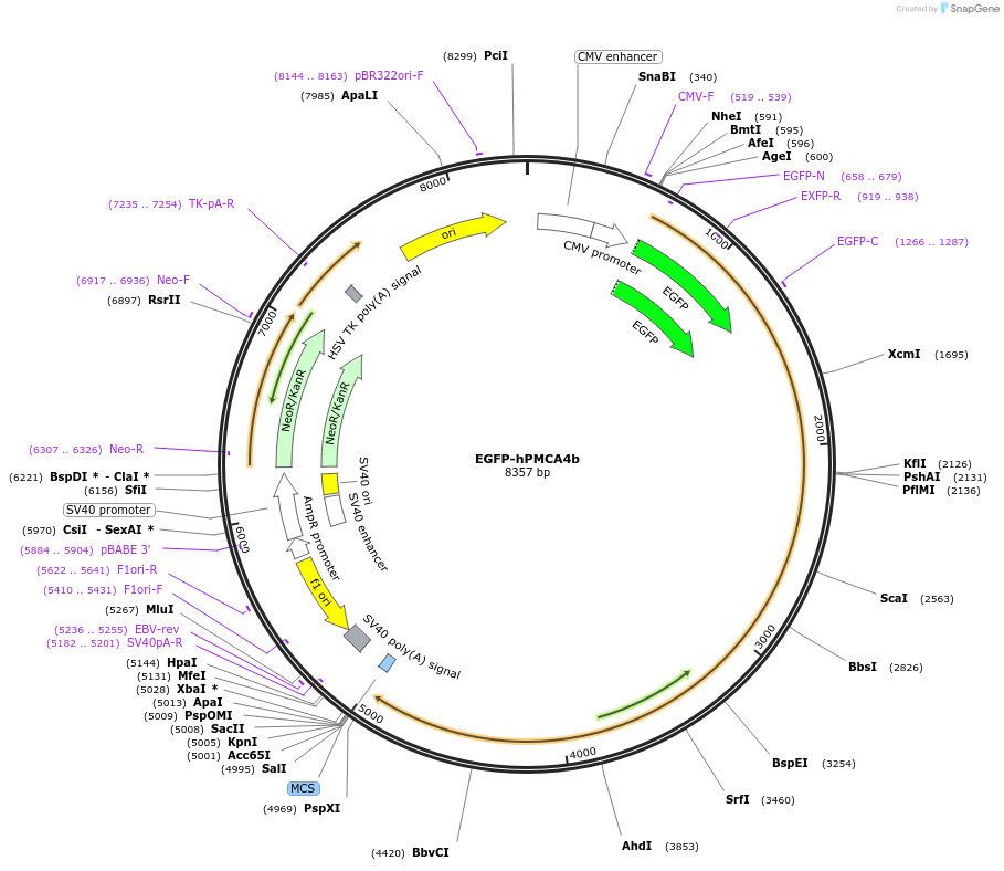 47589-plasmid-map-sequence-id-356971