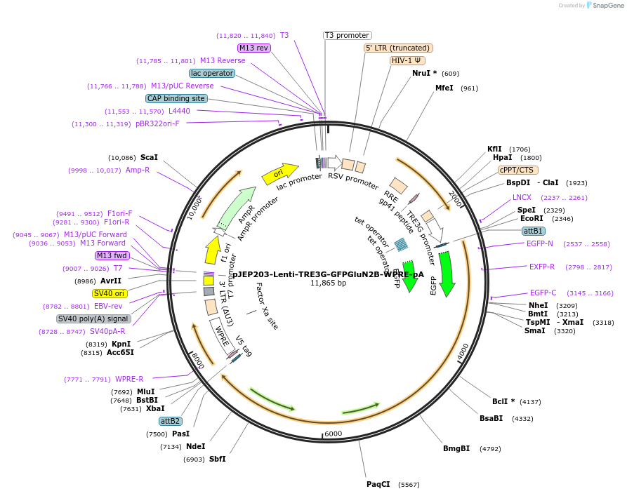164787-plasmid-map-sequence-id-357003
