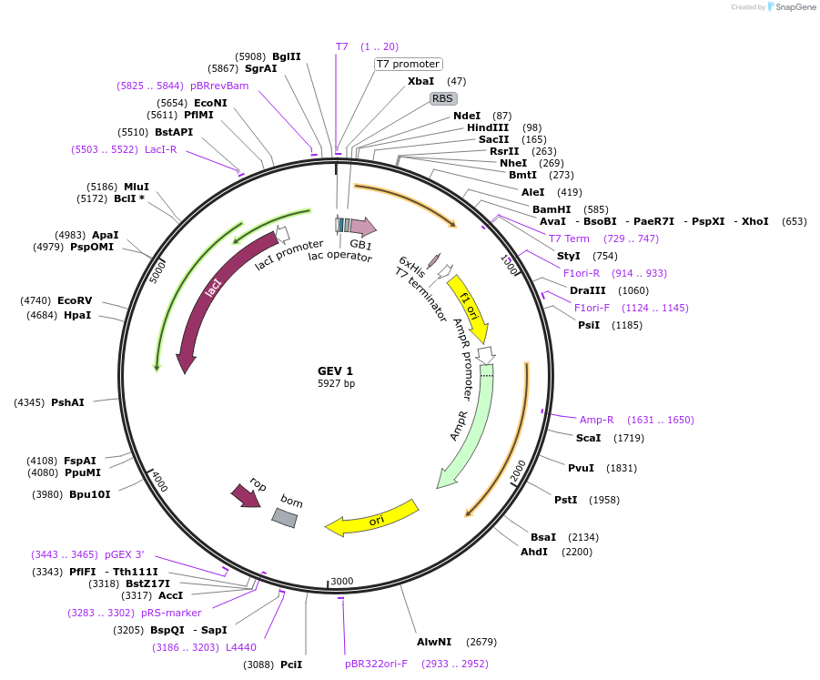 12615-plasmid-map-sequence-id-357004