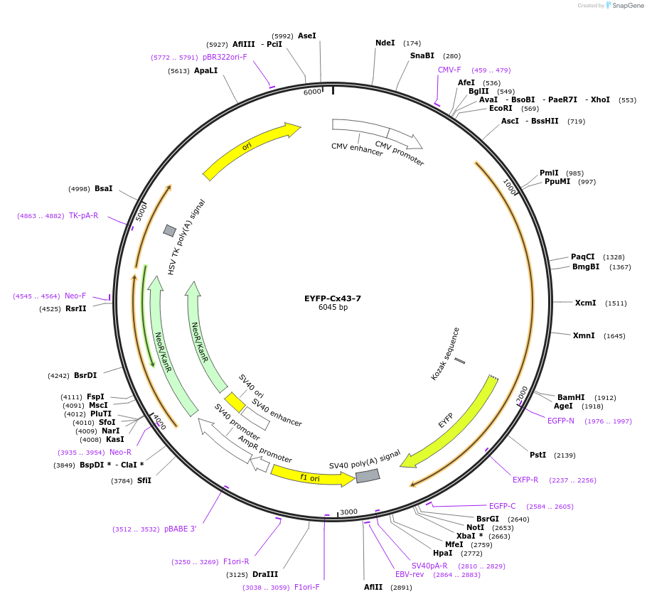 56587-plasmid-map-sequence-id-357024