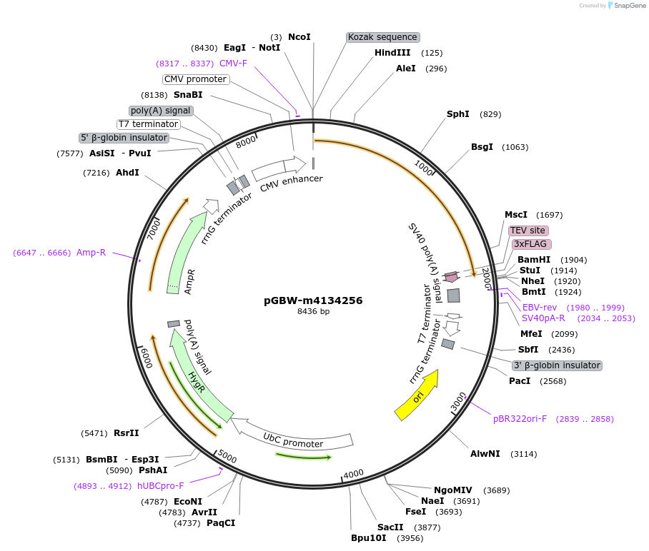 152522-plasmid-map-sequence-id-357054
