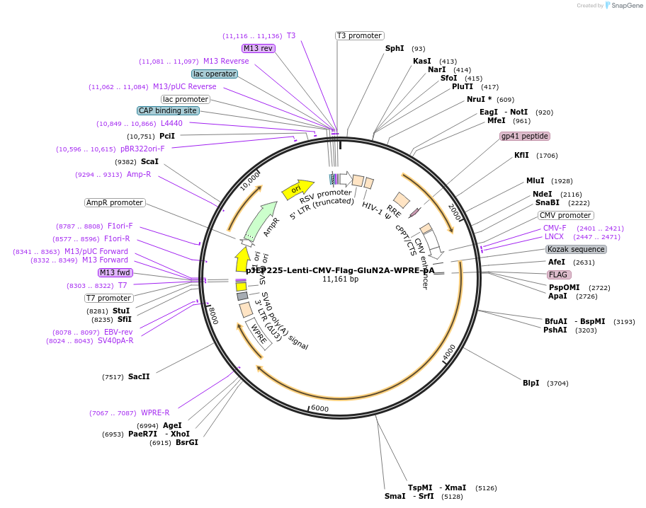 84274-plasmid-map-sequence-id-357060