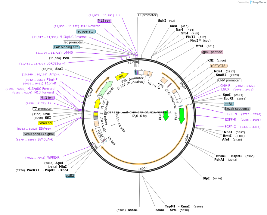 84276-plasmid-map-sequence-id-357061