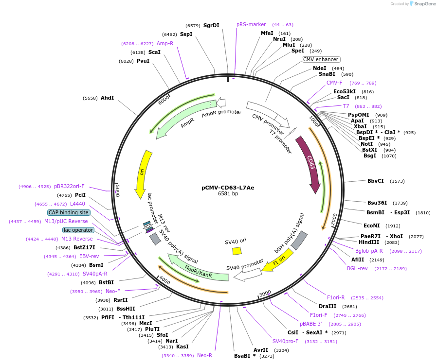 180503-plasmid-map-sequence-id-357065