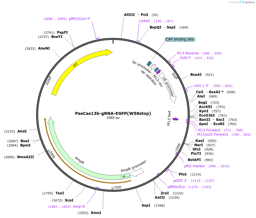180507-plasmid-map-sequence-id-357074