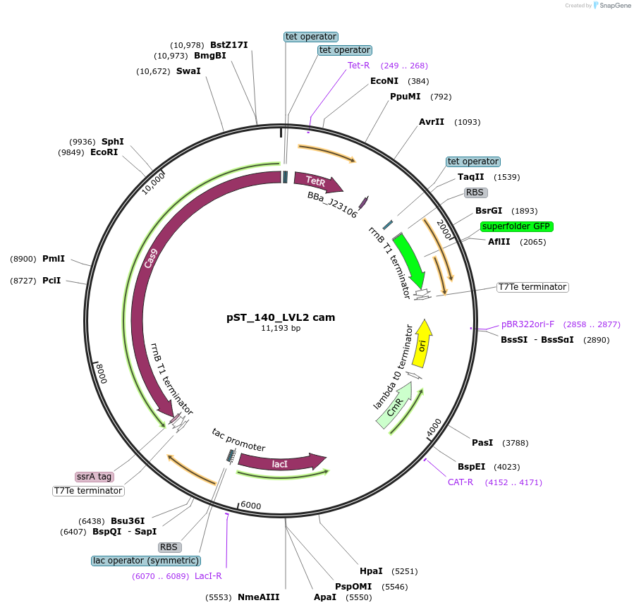 179334-plasmid-map-sequence-id-357079
