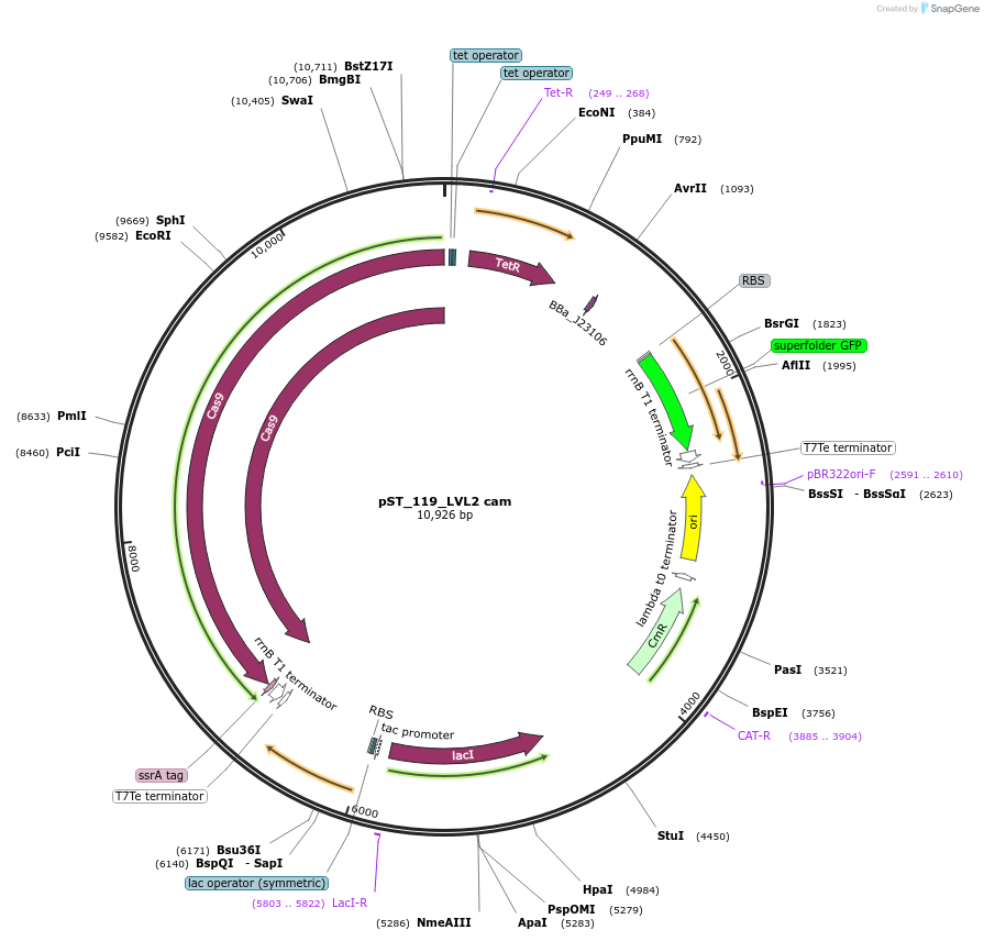 179333-plasmid-map-sequence-id-357082