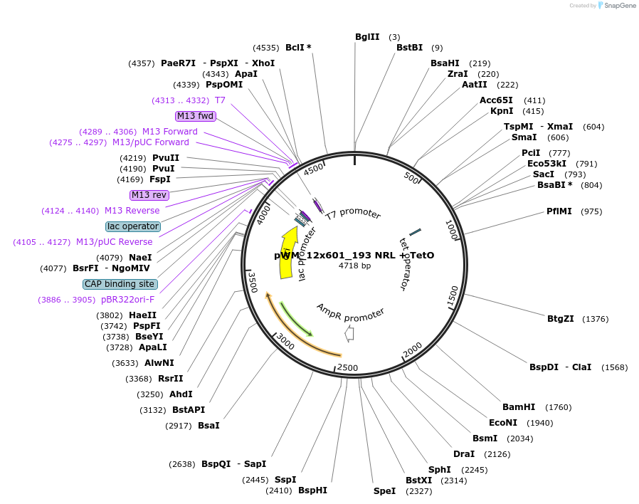 157812-plasmid-map-sequence-id-357083