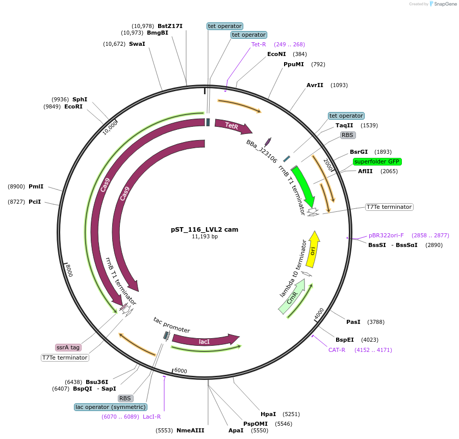 179332-plasmid-map-sequence-id-357116