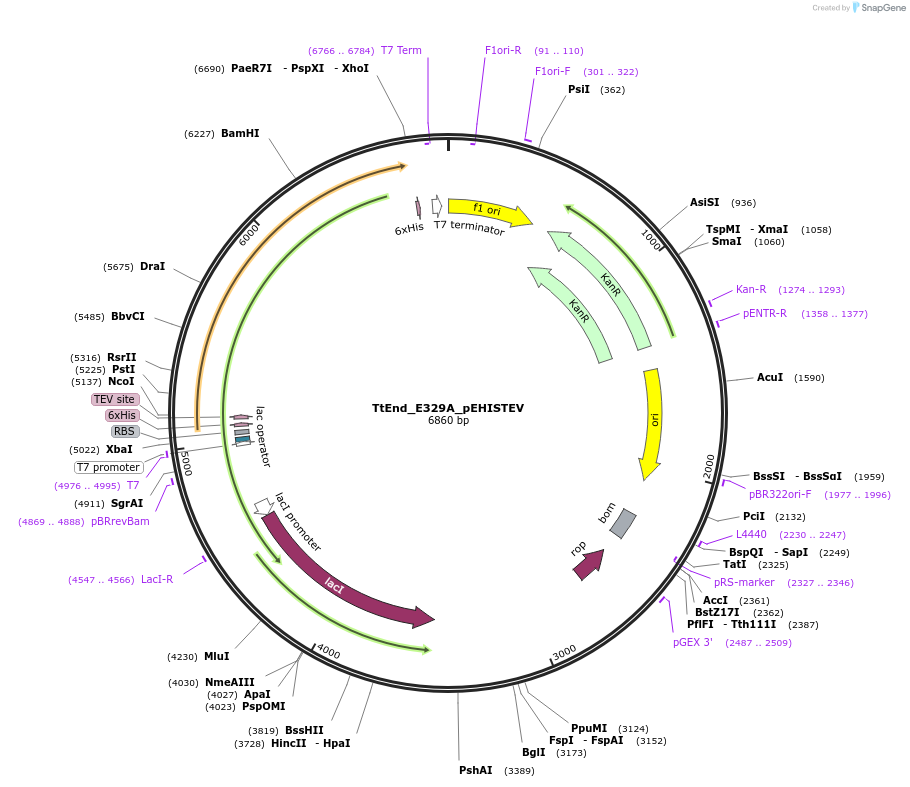 179734-plasmid-map-sequence-id-357121