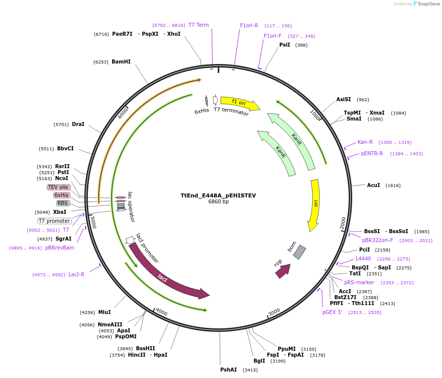 179733-plasmid-map-sequence-id-357154