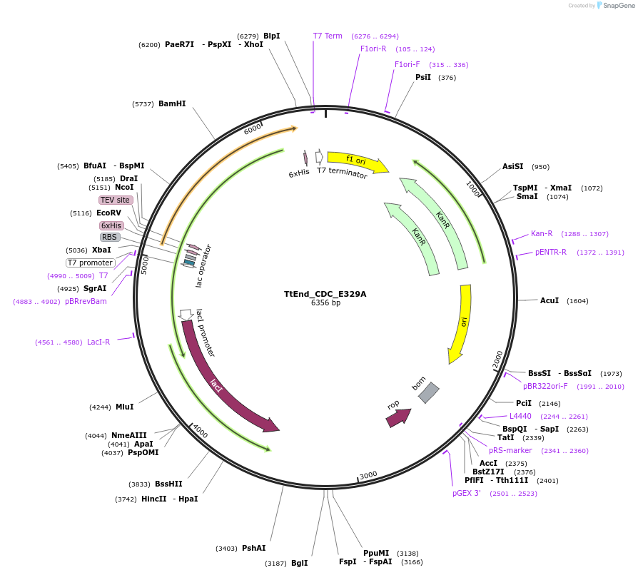 179737-plasmid-map-sequence-id-357157