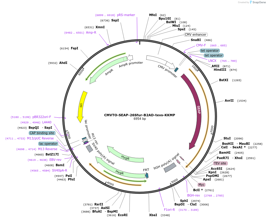 179636-plasmid-map-sequence-id-357161