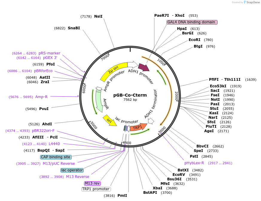 180208-plasmid-map-sequence-id-357180