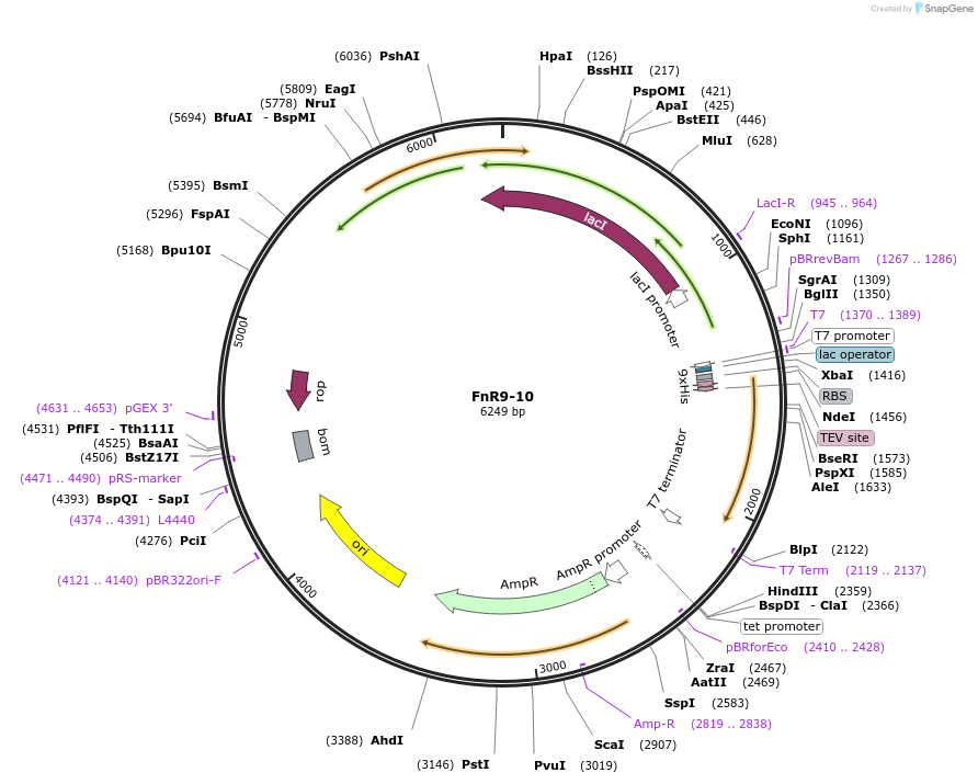 182567-plasmid-map-sequence-id-357181