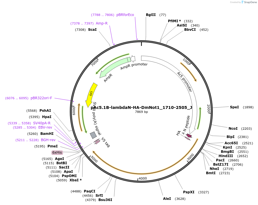 146702-plasmid-map-sequence-id-357195