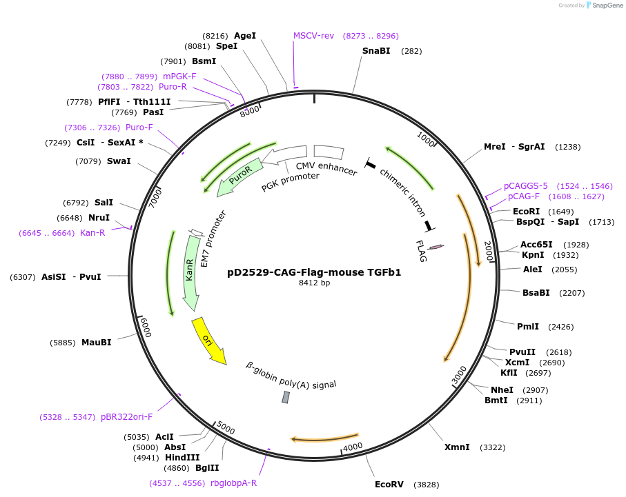 180260-plasmid-map-sequence-id-357198