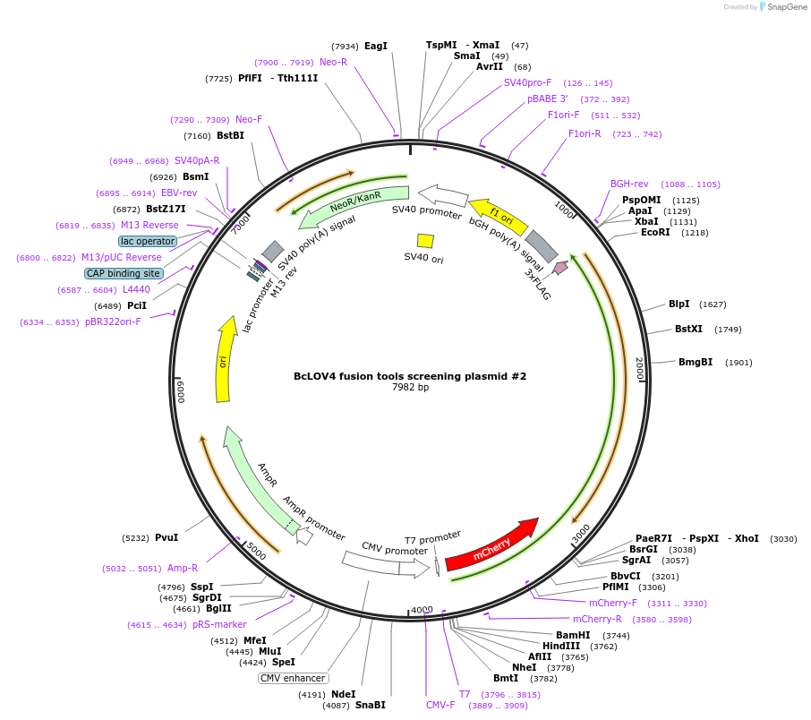 174512-plasmid-map-sequence-id-357202