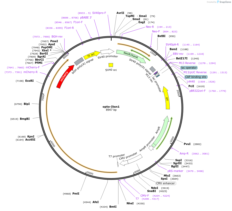 174509-plasmid-map-sequence-id-357207