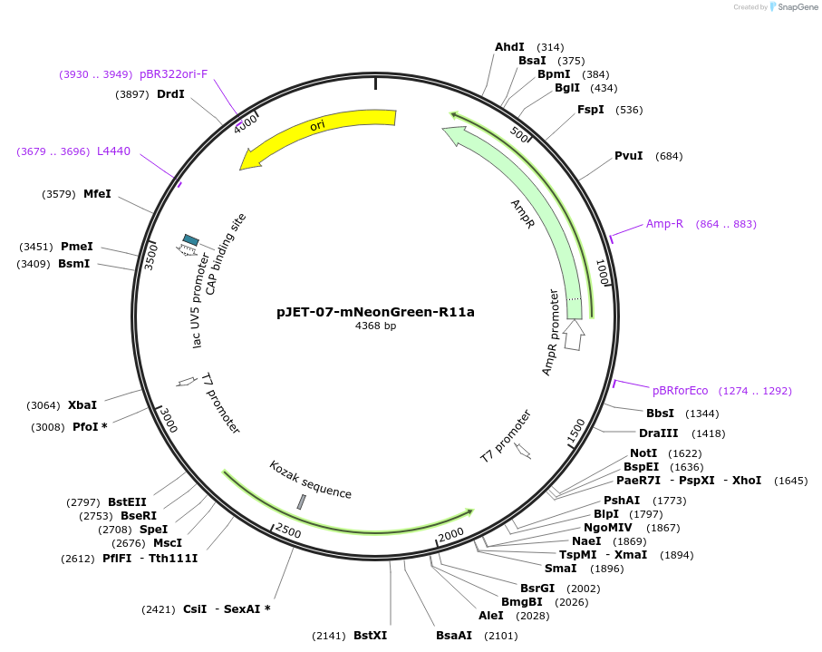 179890-plasmid-map-sequence-id-357211