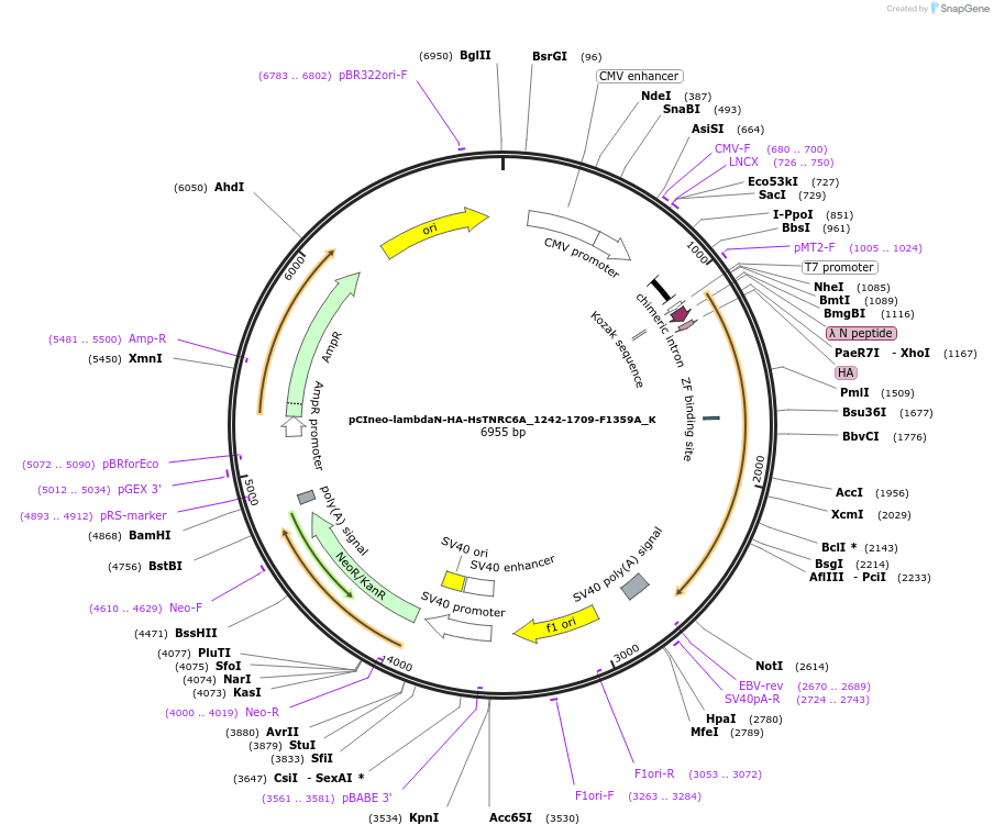 146742-plasmid-map-sequence-id-357212