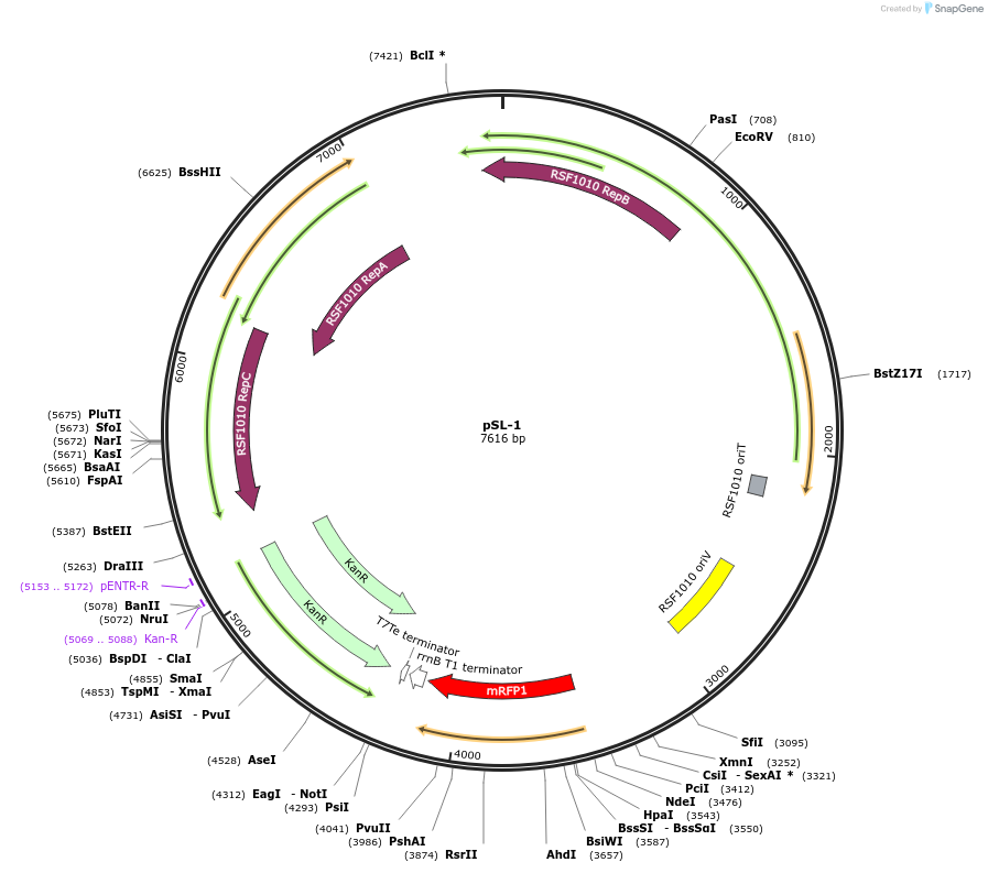 180422-plasmid-map-sequence-id-357215