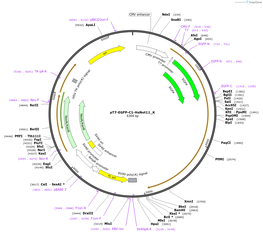 146776-plasmid-map-sequence-id-357216