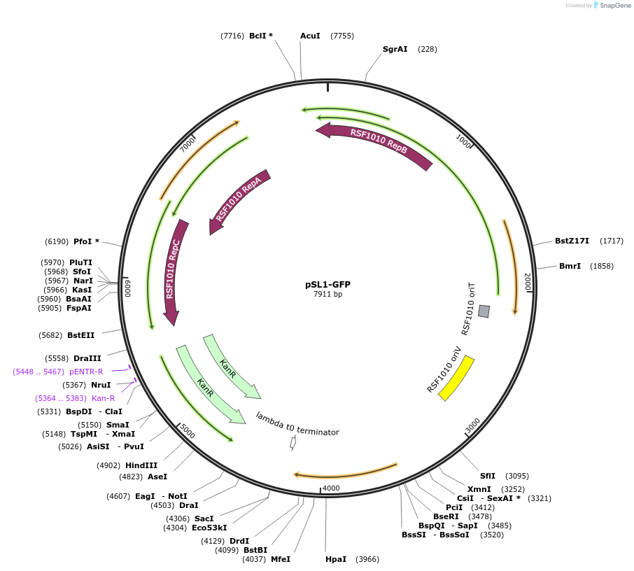 180420-plasmid-map-sequence-id-357217