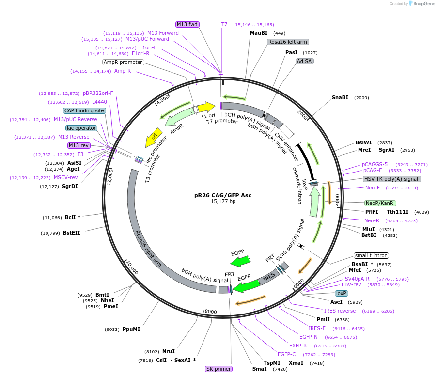 74285-plasmid-map-sequence-id-357226