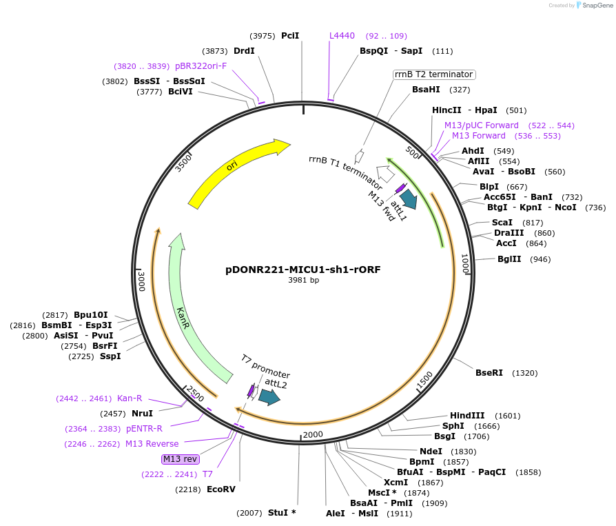 31764-plasmid-map-sequence-id-35723