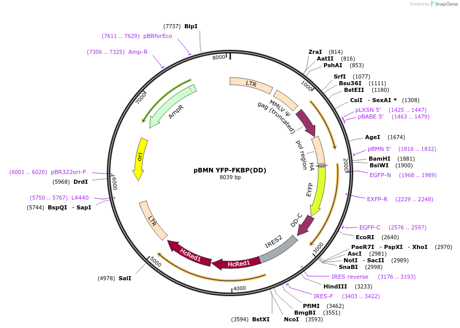 31766-plasmid-map-sequence-id-35725