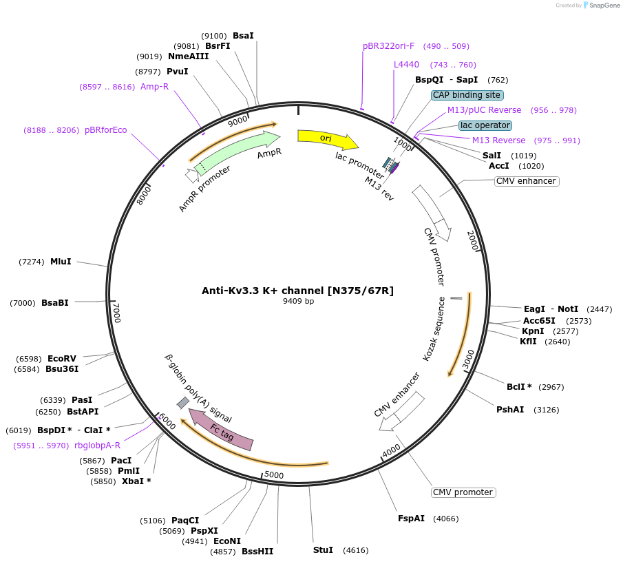 177537-plasmid-map-sequence-id-357254