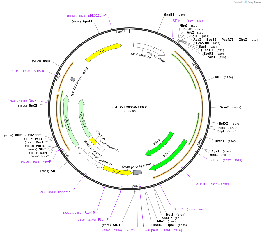 176900-plasmid-map-sequence-id-357256