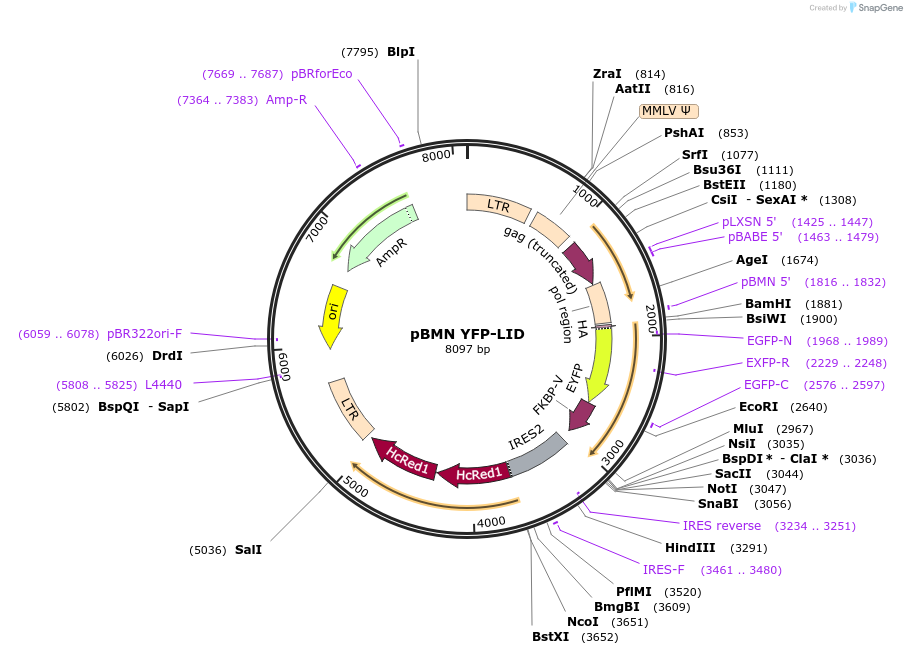 31767-plasmid-map-sequence-id-35726