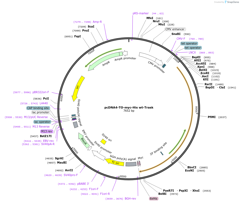 31768-plasmid-map-sequence-id-35727