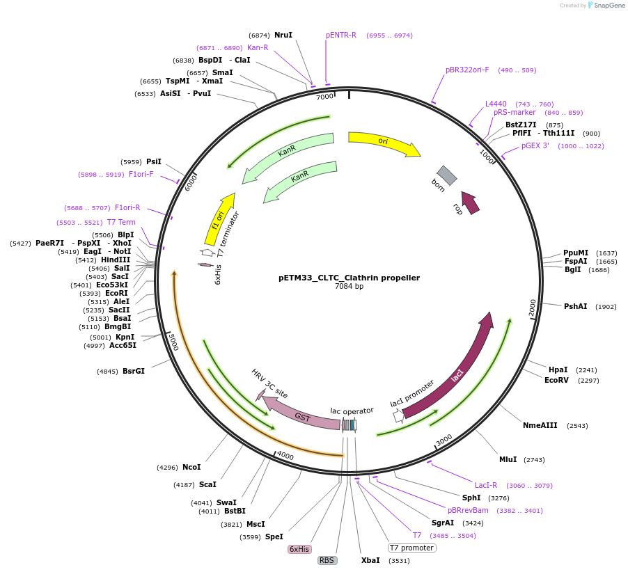 178471-plasmid-map-sequence-id-357275