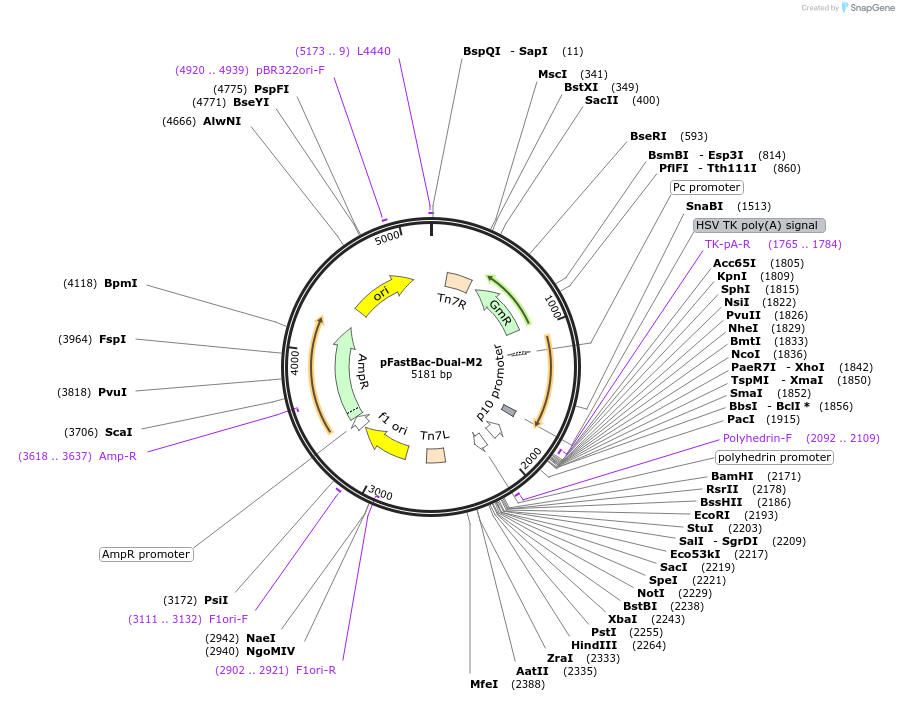 135584-plasmid-map-sequence-id-357277