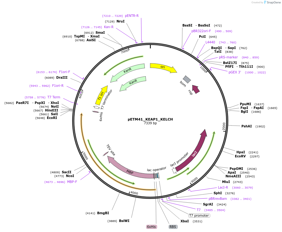 178476-plasmid-map-sequence-id-357282