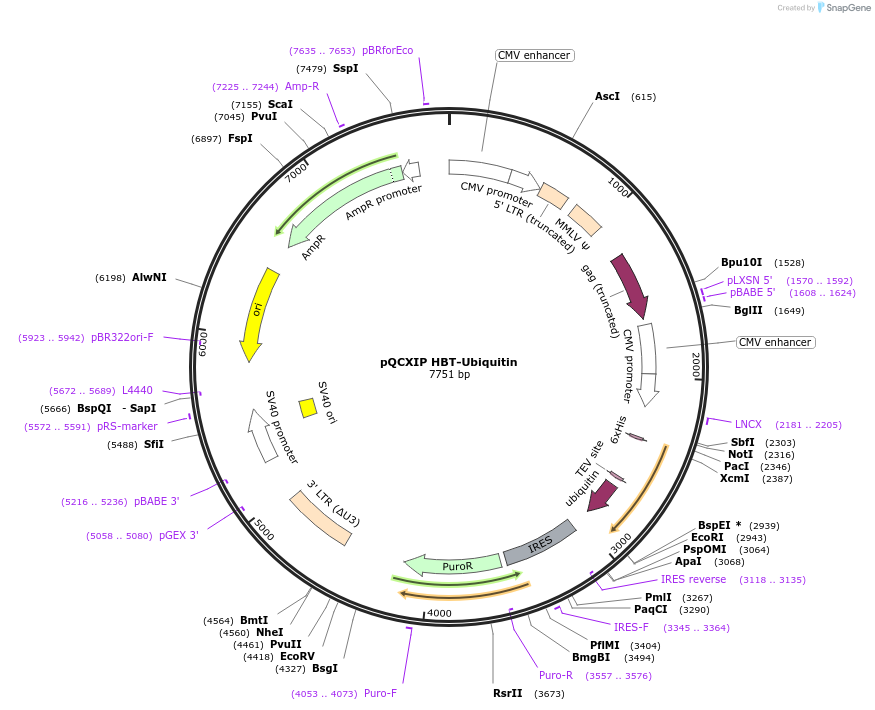 26865-plasmid-map-sequence-id-357284