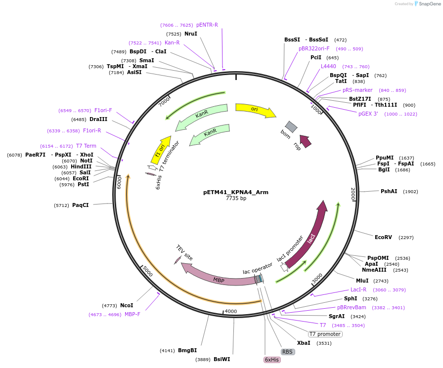 178478-plasmid-map-sequence-id-357288