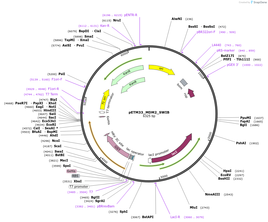 178481-plasmid-map-sequence-id-357296