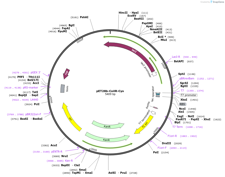 181989-plasmid-map-sequence-id-357297