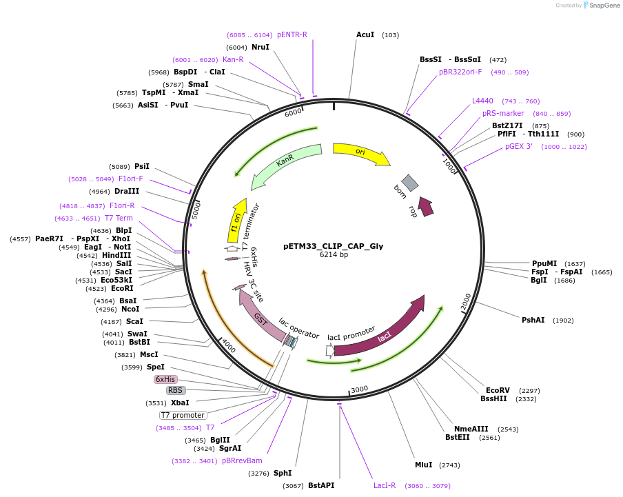 178470-plasmid-map-sequence-id-357298
