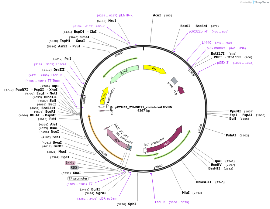 178493-plasmid-map-sequence-id-357299